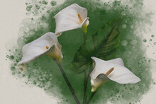 Three White Calla Lily Flowers On A Green Background. Botanical Watercolor Illustration.