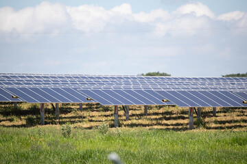 Wall Mural - solar farm green energy from sun light show a lot of solar cell plate. Selective focus