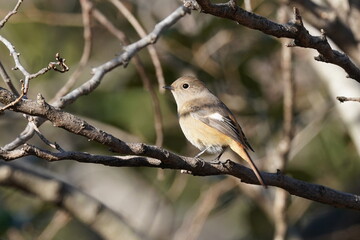 Wall Mural - daurian redstart on the branch