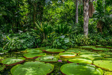 Aquatic Plants. View Of Victoria Regia, Also Known As Giant Amazon Water Lilies, Large Round Floating Leaves, Growing In The River Shallows