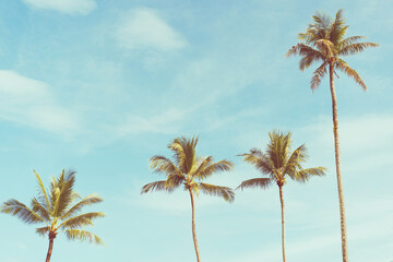 Wall Mural - tropical palm tree with blue sky and cloud abstract background. summer vacation and nature travel ad