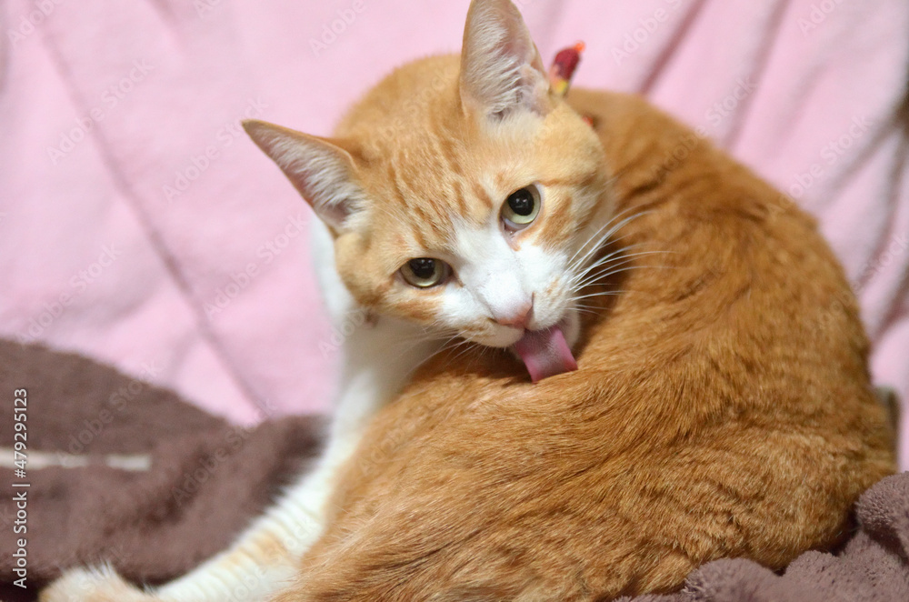 猫　毛づくろい 毛づくろいする6匹の猫 Grooming of the cat 2016#7 - YouTube