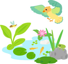 水辺の草花と小動物、ビオトープ