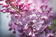 Newly Bloomed Lilacs. 