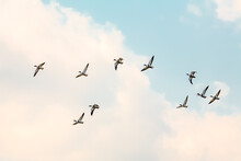 Migrating Ducks