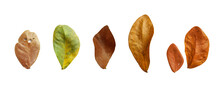 Isolated Albizia Lebbeck Leaves With Clipping Path On White Background