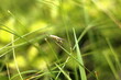grasshopper on the grass