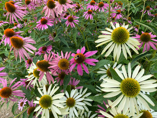 Wall Mural - Echinacea purpurea 'Verbesserte Leuchtstern', Scheinsonnenhut oder Roter Sonnenhut - Echinacea purpurea 'Primadonna Deep Rose' or 'Primadonna Tiefrosa'