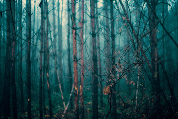 Poster - Foggy autumn forest Toned photo