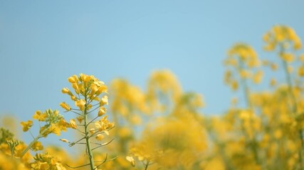 Fotomurales - Rapeseed canola oilseed rape yellow flowers in cultivated field