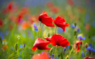 beautiful poppies and other wild flowers in summer meadow