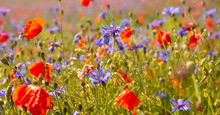 Beautiful Poppies And Other Wild Flowers In Summer Meadow
