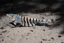 The Great Lizard, Black Iguana, Ctenosaura Similis, Lives Near Abundant Beaches, Costa Rica