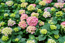Close Up Of Pink Hydrangeas Flowers In The Garden