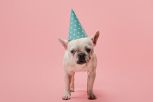 French Bulldog Blue Birthday Cap