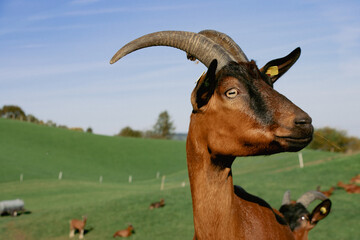 goat on the farm