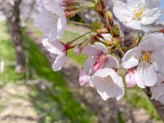 滋賀県野洲市三上の桜