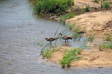 Habitat Image Of Pair (male And Female) Of Egyptian Geese (Alopochen Aegyptiaca) On The Waters Edge In Zimbabwe, Africa