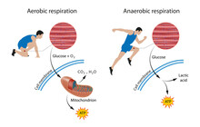 Cellular Respiration: Aerobic And Anaerobic