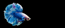Siamese Fighting Fish , Betta Fish Beautiful Motion Animal Blue Half Moon Isolated On Black Background.	