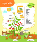 Fototapeta Dinusie - education vocabulary vegetable vector illustration