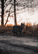 Cat with nature on sunset