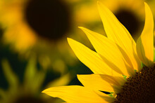 Big Bright Yellow Sunflower In The Field. Large Flowers Of A Sunflower In The Sunlight. Yellow Flowers On A Farm Field. Agriculture Concept, Organic Products, Good Harvest. Growing Seeds For Oil.