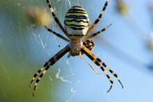 Large Wasp Spider Sits On A Web On A Green Background. Argiope Bruennichi, Or Lat Spider Wasp. Argiope Bruennichi Eating His Victim, A Species Of Araneomorph Spider. Macro, Black-yellow Male Spider.