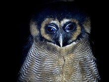 Red Legged Owl Portrait Looking At You Isolated On Black