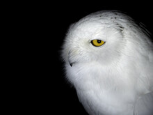 Snow Owl Isolated On Black Looking At You