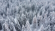 Alberi Larici Abeti Bosco Inverno Neve 