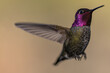 Hummingbird Flying in Flight