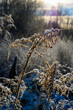Sucha trawa pokryta śniegiem w kolorowych promieniach słońca