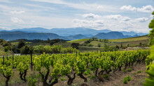 Corbières Vineyards And Rolling Hills Landscape  In Aude France