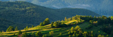 Hills Covered With Trees In The Morning Light In The Mountains On A Warm Summer Day. Panorama Of Nature.