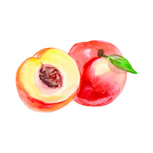 Watercolor Peaches Set. Hand-drawn Vector Peach. Sweet Fruit Drawing. Vector Illustration