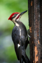 Pileated Woodpecker On Post Looking For Food