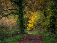 Path Through The Woods With Yellow Bush, Autumn In North Devon, England. Autumn.