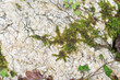 Moss growing on quartzite