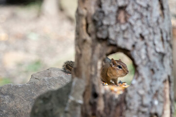 Wall Mural - seeing a chipmunk through a hole in a log