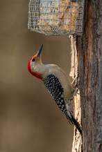Red-bellied Woodpecker Using Suet Feeder.