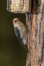 Red-bellied Woodpecker Using Suet Feeder.
