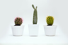Three Different Home Cactus In White Pots On A White Background. Decorative Home Plants With Needles In A Ceramic Pot. Cactus With Multi-colored Thorns In A Horizontal Photo