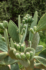 Wall Mural - A large Prickly pear plant with unripe fruits on the leaves 