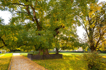 Wall Mural - Green and yellow trees in early autumn park.