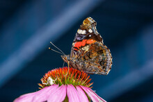 Close Up Of A Admiral Butterfly Sitting On A Pink Coneflower