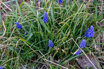 Canvas Print - Perennial bulbous plant Muscari or murine hyacinth early spring.