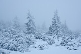 Fototapeta  - Mgła zimą w Karkonoszach