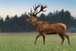 © Olga Rudchenko  - A noble trophy Red deer with huge antlers walks across the field. Side view, full length. Autumn rut.