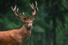 Portrait Of A Young Red Deer With Large Antlers. Close-up. Green Background.